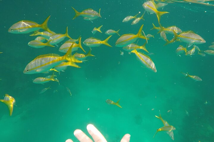 Experience the Marathon area marine life on your very own private tour